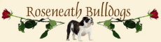 Roseneath bulldogs- English bulldog  breeder - South Africa - Afrique du sud
